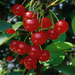 Prunus cerasus Griotte de Montmorency